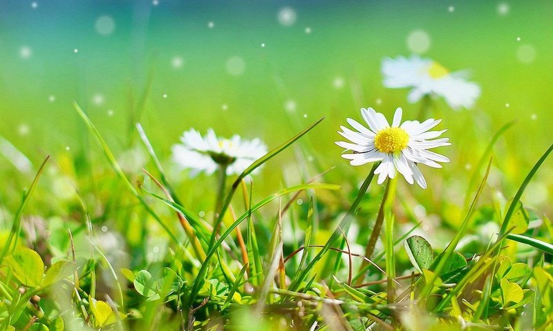 Обои цветы, трава, природа, ромашки, белые, боке, flowers, grass, nature, chamomile, white, bokeh разрешение 1920x1200 Загрузить