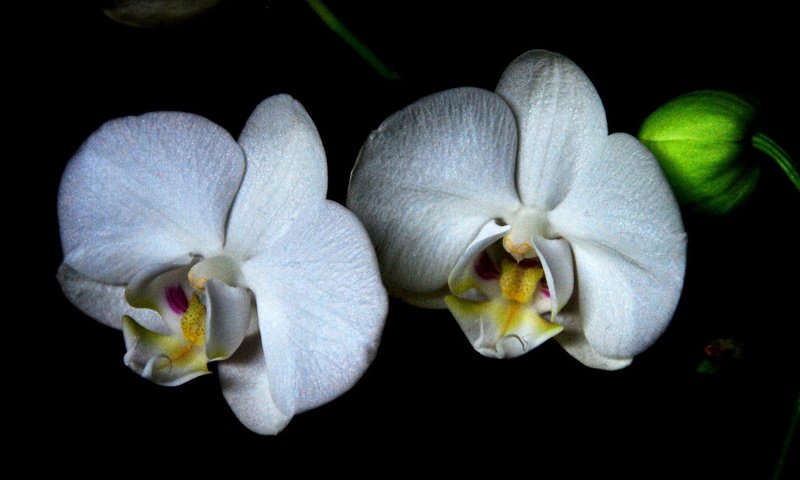 Обои цветы, черный фон, белые, орхидеи, flowers, black background, white, orchids разрешение 1920x1200 Загрузить