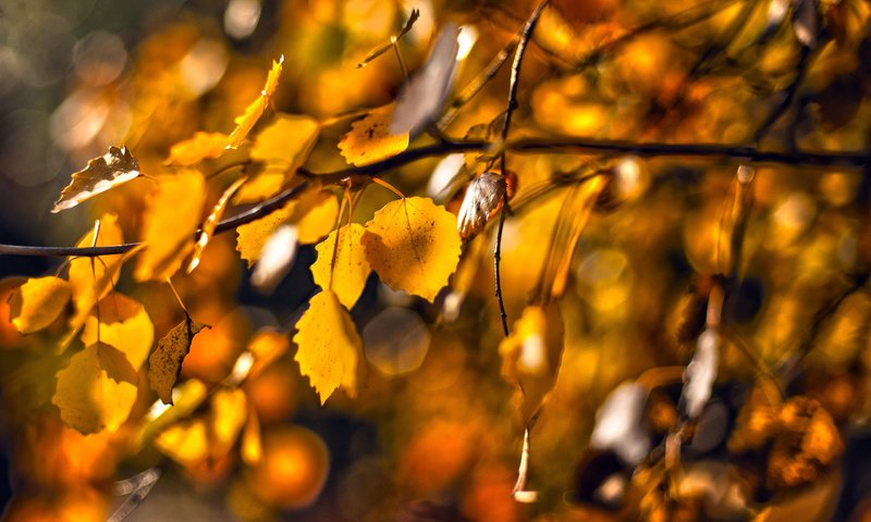 Обои природа, листья, макро, ветки, осень, nature, leaves, macro, branches, autumn разрешение 2560x1600 Загрузить