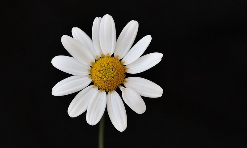 Обои макро, цветок, лепестки, ромашка, черный фон, macro, flower, petals, daisy, black background разрешение 1920x1200 Загрузить