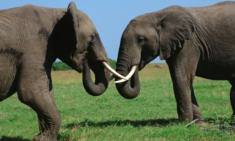 Обои трава, слоны, бивни, хоботы, grass, elephants, tusks, trunks разрешение 3072x2048 Загрузить