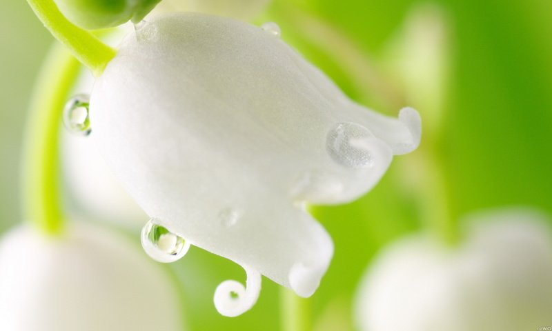 Обои ландыш крупным планом, lily of the valley closeup разрешение 1920x1080 Загрузить