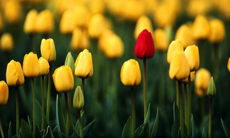 Обои цветы, бутоны, весна, тюльпаны, flowers, buds, spring, tulips разрешение 1920x1080 Загрузить