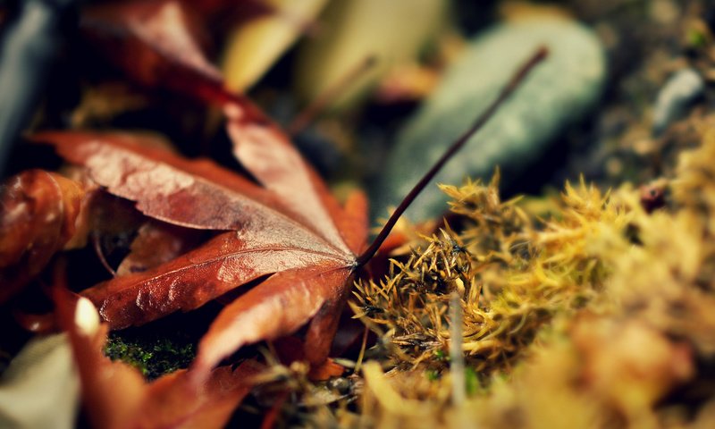 Обои природа, листья, макро, листва, осень, мох, nature, leaves, macro, foliage, autumn, moss разрешение 1920x1200 Загрузить