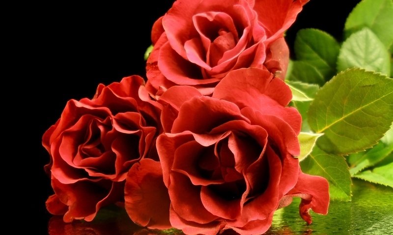 Обои цветы, розы, красные, букет, flowers, roses, red, bouquet разрешение 1920x1200 Загрузить