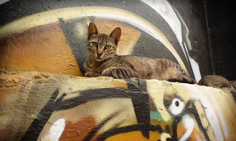 Обои кот, мордочка, кошка, взгляд, стена, лежит, граффити, cat, muzzle, look, wall, lies, graffiti разрешение 1920x1200 Загрузить
