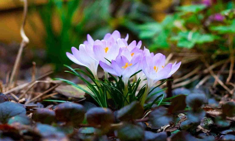 Обои листья, макро, весна, крокусы, первоцветы, leaves, macro, spring, crocuses, primroses разрешение 1920x1080 Загрузить