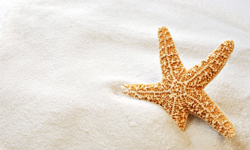 Обои макро, песок, пляж, звезда, морская звезда, macro, sand, beach, star, starfish разрешение 2560x1600 Загрузить