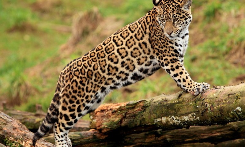 Обои смотрит, ягуар, бревно, гепард, стоит, молодой, пятнистая кошка, looks, jaguar, log, cheetah, is, young, spotted cat разрешение 2560x1600 Загрузить