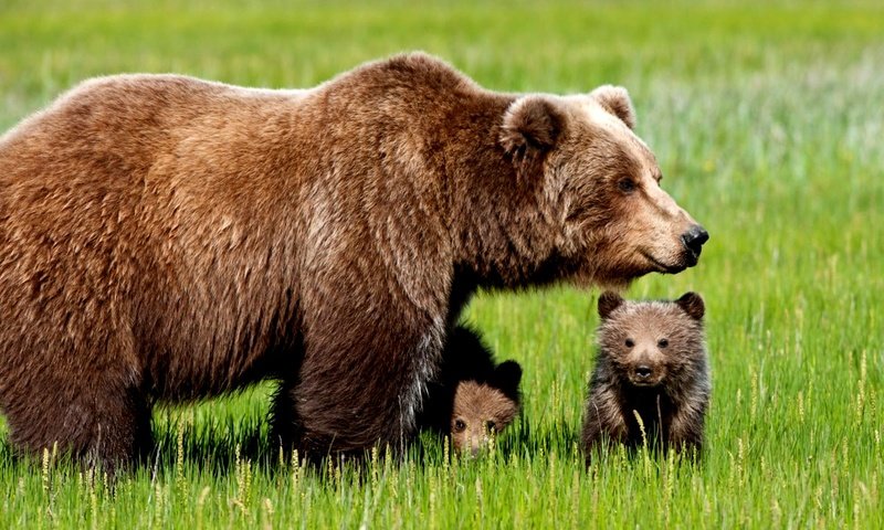 Обои трава, медведь, прогулка, медведи, бурый медведь, детеныши, медведица, медвежата, grass, bear, walk, bears, brown bear, cubs разрешение 2000x1328 Загрузить