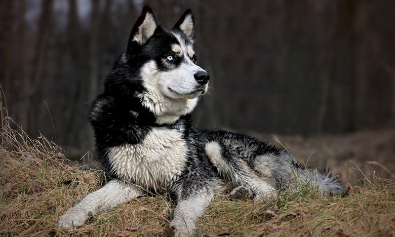 Обои морда, природа, взгляд, собака, хаски, черно-белый пес, face, nature, look, dog, husky, black and white dog разрешение 2560x1600 Загрузить