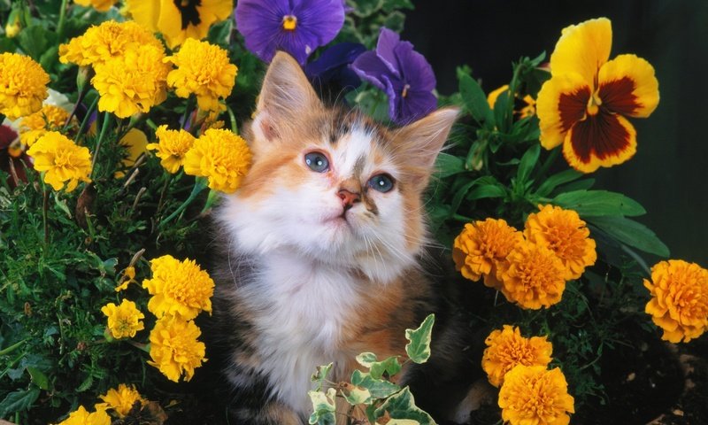 Обои цветы, кошка, взгляд, котенок, пушистый, пятнистый, flowers, cat, look, kitty, fluffy, spotted разрешение 1920x1200 Загрузить