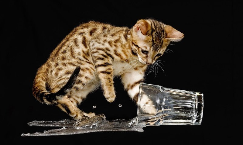 Обои вода, кошка, котенок, черный фон, стакан, бенгальский, озорник, water, cat, kitty, black background, glass, bengal, naughty разрешение 1920x1200 Загрузить