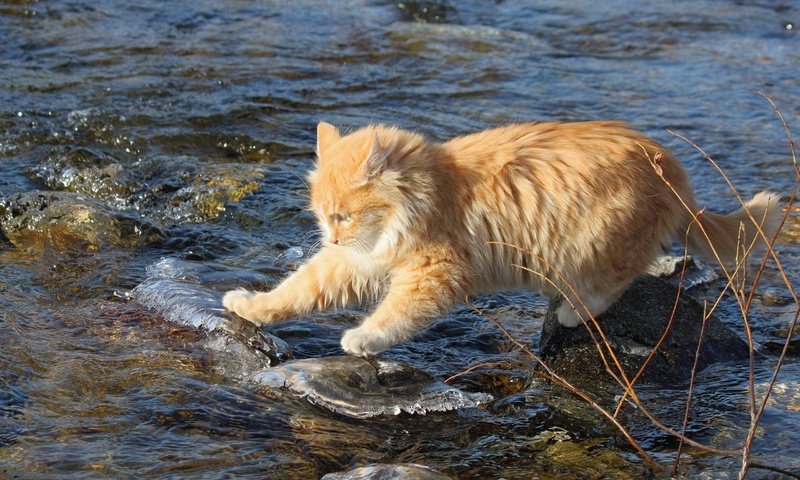 Обои вода, камни, ручей, кот, кошка, рыжий, рыжий кот, бесстрашный, исследователь, researcher, water, stones, stream, cat, red, red cat, fearless разрешение 2560x1600 Загрузить