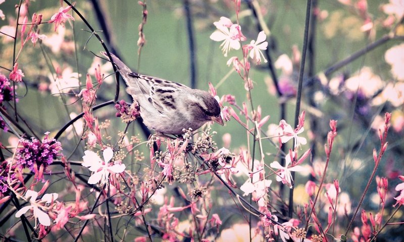 Обои цветы, ветки, птица, воробей, flowers, branches, bird, sparrow разрешение 1920x1067 Загрузить