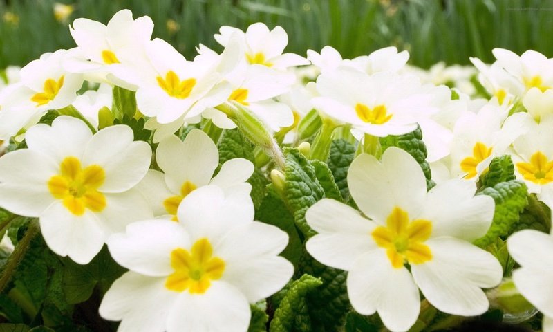 Обои цветы, лепестки, белые, примула, крупным планом, flowers, petals, white, primula, closeup разрешение 1920x1080 Загрузить