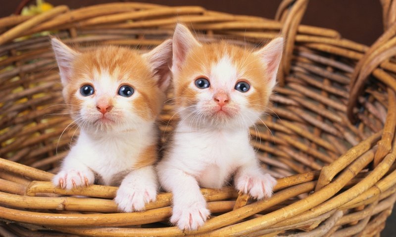 Обои кошки, котята, корзинка, рыжие котята, рыжие, мордашки, рыже-белые, корзинка., cats, kittens, basket, red kittens, red, faces, red-white, basket. разрешение 2560x1600 Загрузить