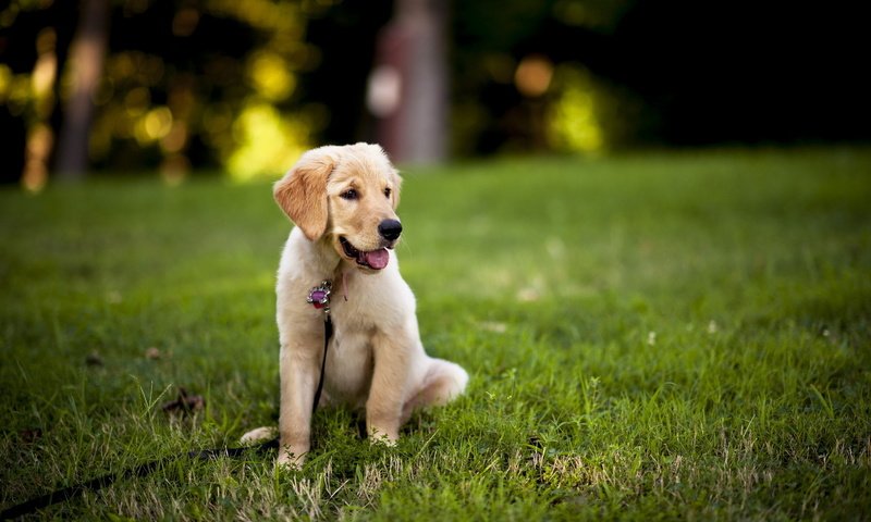 Обои трава, лето, собака, щенок, прогулка, лабрадор, газон, grass, summer, dog, puppy, walk, labrador, lawn разрешение 1920x1200 Загрузить