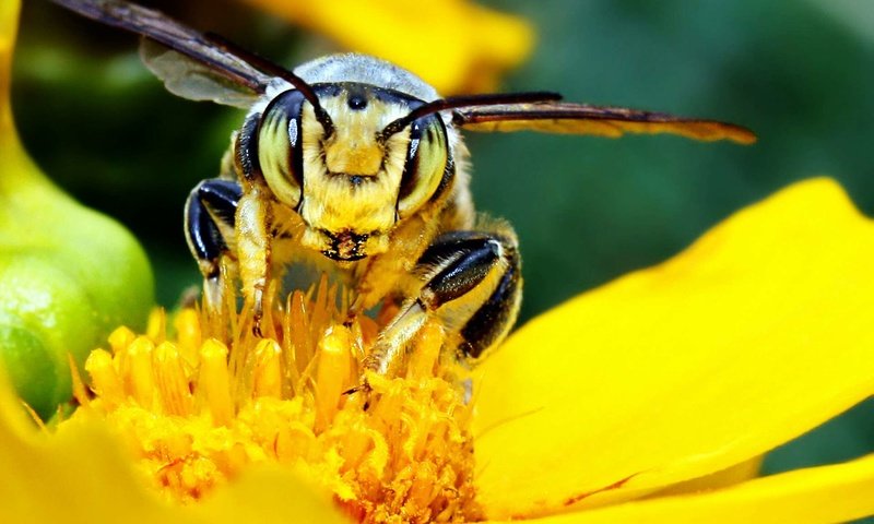 Обои желтый, макро, цветок, насекомые, пчела, yellow, macro, flower, insects, bee разрешение 1920x1200 Загрузить