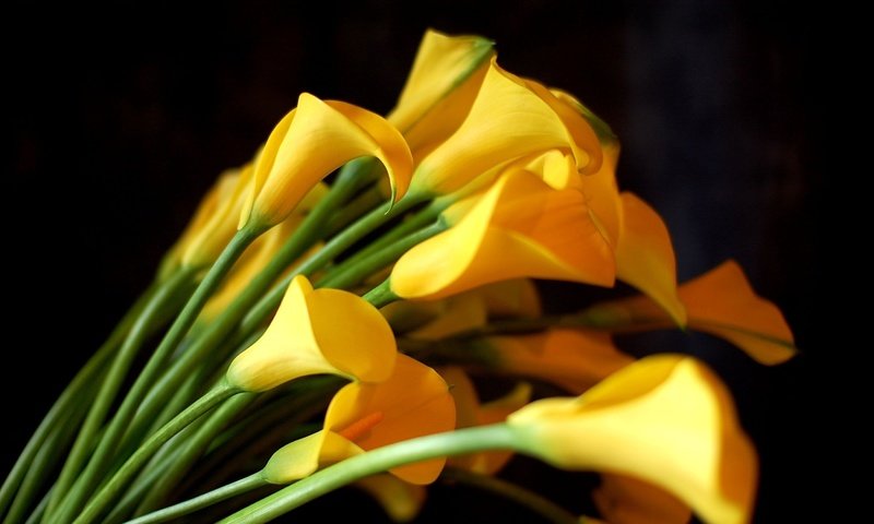 Обои цветы, черный фон, букет, желтые, каллы, flowers, black background, bouquet, yellow, calla lilies разрешение 2550x1695 Загрузить