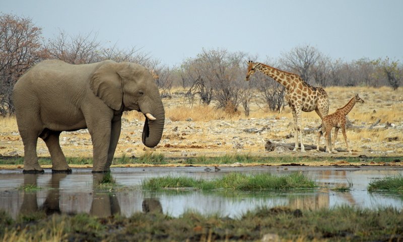 Обои животные, слон, африка, жираф, водопой, саванна, animals, elephant, africa, giraffe, drink, savannah разрешение 2560x1600 Загрузить