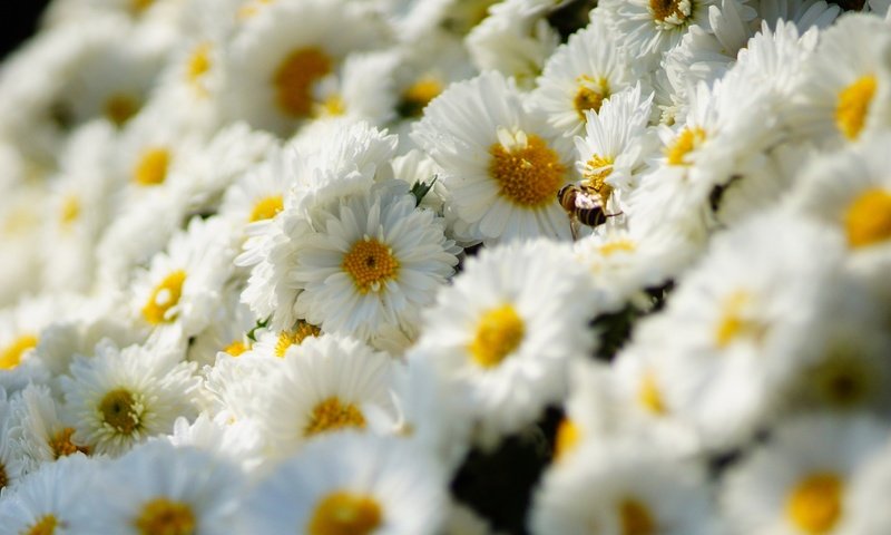 Обои цветы, насекомое, ромашки, белые, пчела, хризантемы, flowers, insect, chamomile, white, bee, chrysanthemum разрешение 2880x1800 Загрузить