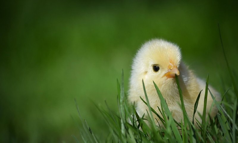Обои трава, птенец, природа, птица, зеленая, цыплёнок, курица, grass, chick, nature, bird, green, chicken разрешение 1920x1200 Загрузить