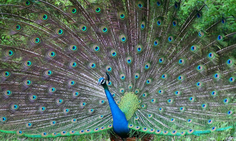 Обои птица, павлин, перья, красивый, хвост, bird, peacock, feathers, beautiful, tail разрешение 1920x1200 Загрузить