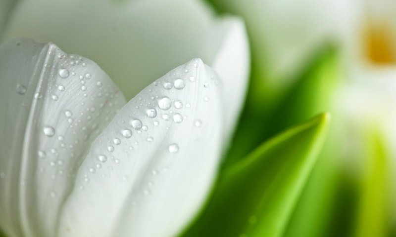 Обои макро, цветок, капли, лепестки, белый, тюльпан, macro, flower, drops, petals, white, tulip разрешение 2560x1600 Загрузить