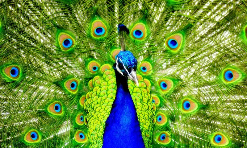 Обои птицы, павлин, перья, красивый, хвост, birds, peacock, feathers, beautiful, tail разрешение 1920x1280 Загрузить