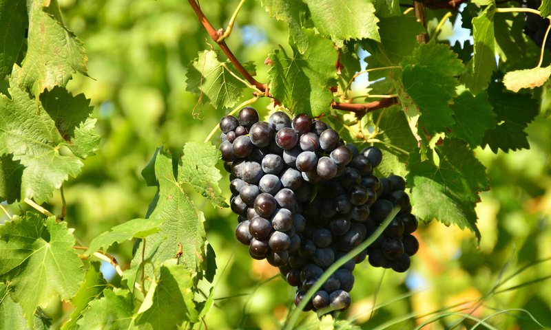 Обои листья, виноград, черный, гроздь, солнечно, leaves, grapes, black, bunch, sunny разрешение 1920x1200 Загрузить