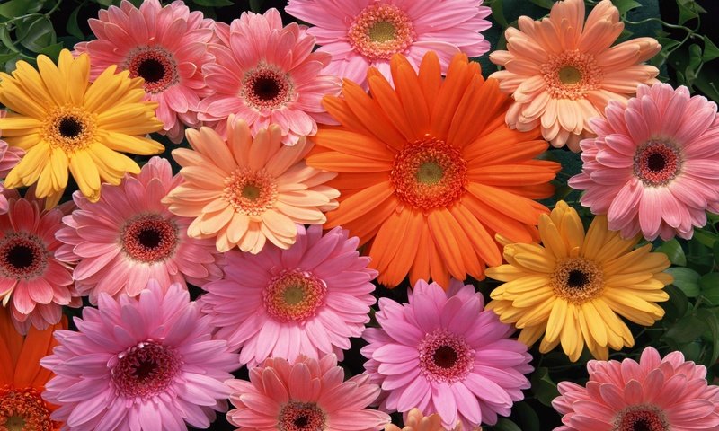 Обои цветы, разноцветные, герберы, flowers, colorful, gerbera разрешение 2560x1600 Загрузить