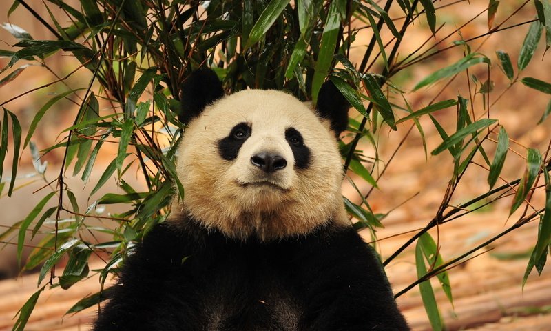 Обои морда, зелень, листья, панда, бамбук, бамбуковый медведь, большая панда, face, greens, leaves, panda, bamboo, bamboo bear, the giant panda разрешение 1920x1200 Загрузить