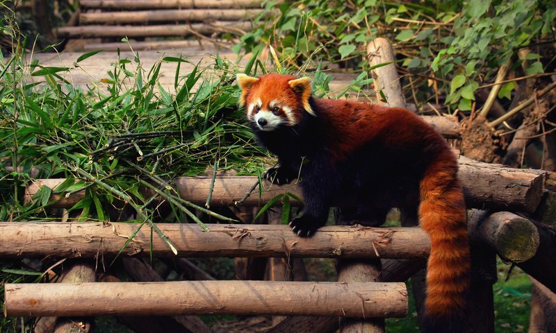 Обои панда, зверек, енот, красная панда, малая панда, panda, animal, raccoon, red panda разрешение 1920x1200 Загрузить