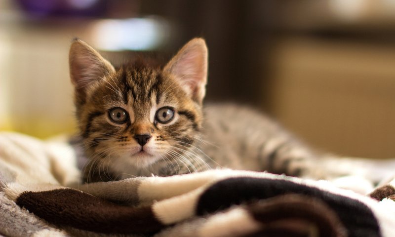Обои кошка, лежит, серый, малыш, плед, полосатый, котенок на постеле, cat, lies, grey, baby, plaid, striped, the kitten on the bed разрешение 1920x1200 Загрузить