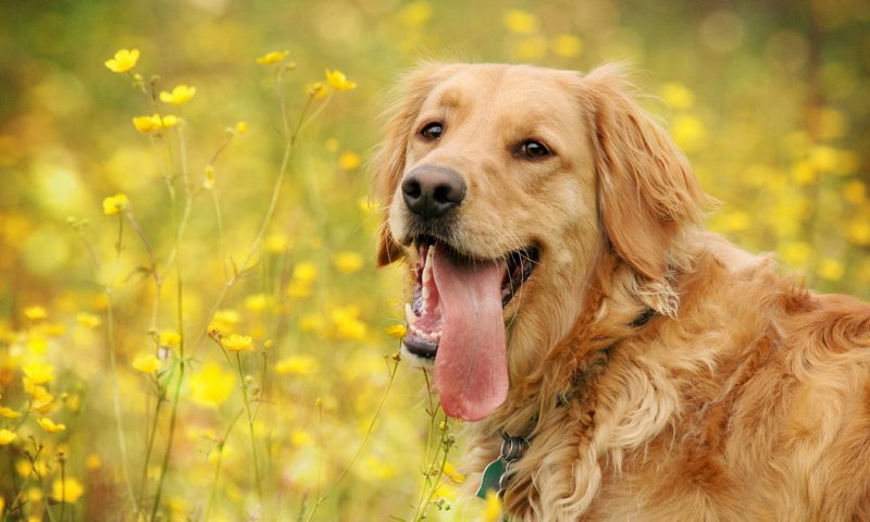 Обои морда, цветы, лето, собака, полевые, золотистый ретривер, face, flowers, summer, dog, field, golden retriever разрешение 1920x1200 Загрузить