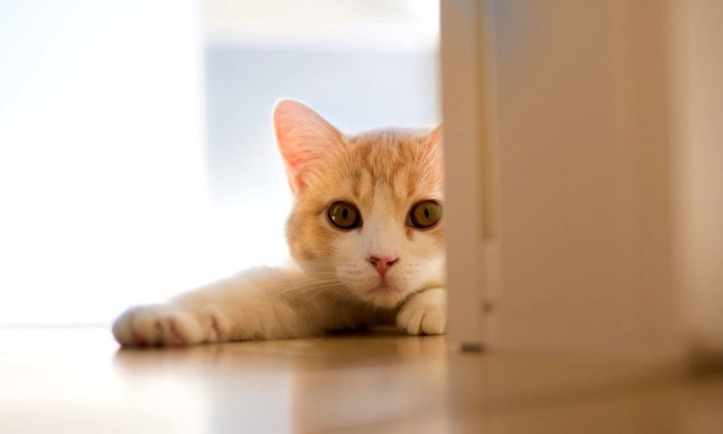 Обои кошка, дверь, белый кот, ben torode, ханна, cat, the door, white cat, hannah разрешение 2000x1125 Загрузить