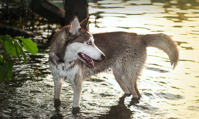 Обои вода, собака, хаски, волк, хаска, water, dog, husky, wolf разрешение 2560x1600 Загрузить