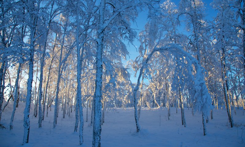 Обои небо, сугроб, деревья, снег, зима, мороз, березы, швеция, голубое, the sky, the snow, trees, snow, winter, frost, birch, sweden, blue разрешение 3840x2400 Загрузить
