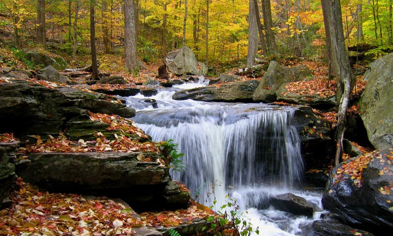 Обои деревья, камни, лес, листья, ручей, водопад, осень, trees, stones, forest, leaves, stream, waterfall, autumn разрешение 1920x1200 Загрузить