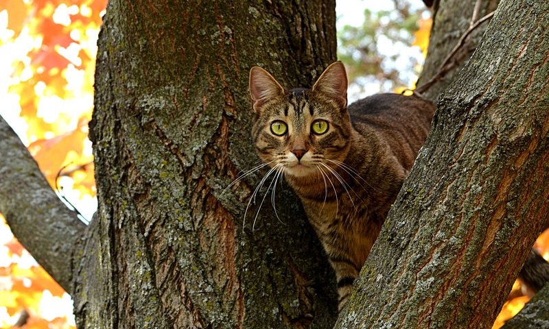 Обои дерево, кот, ветви, кошка, осень, ствол, котэ, глазища, tree, cat, branch, autumn, trunk, kote, eyes разрешение 1920x1200 Загрузить