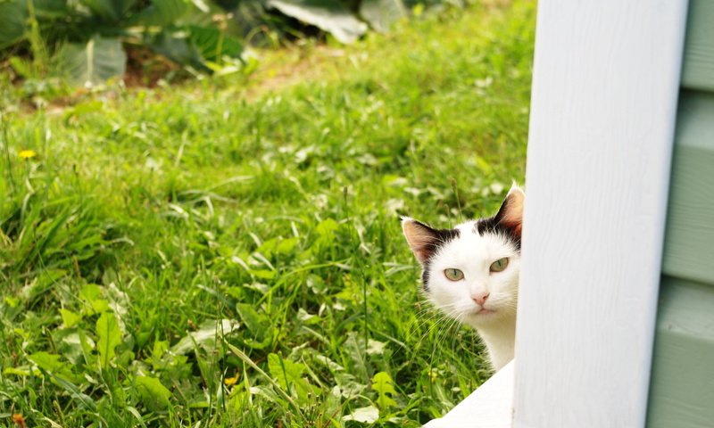 Обои кот, лето, кошка, взгляд, травка, огород, из-за угла, cat, summer, look, weed, the garden, from the corner разрешение 1920x1200 Загрузить