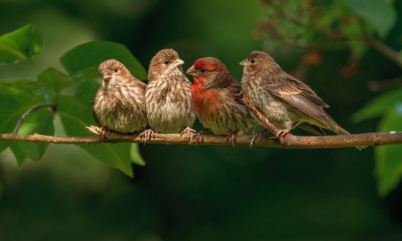 Обои ветка, природа, листья, птицы, птички, зяблики, branch, nature, leaves, birds, finches разрешение 1920x1200 Загрузить