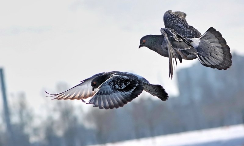 Обои небо, полет, город, крылья, птицы, пара, голуби, the sky, flight, the city, wings, birds, pair, pigeons разрешение 1920x1200 Загрузить