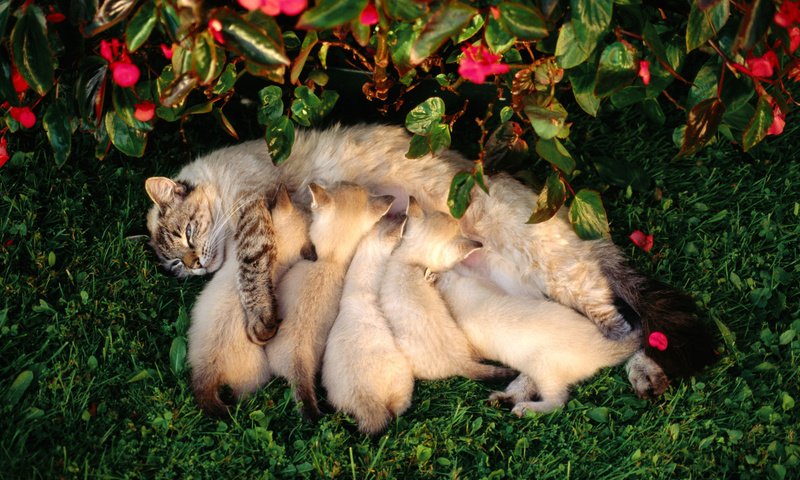 Обои цветы, трава, лето, кошка, котята, кормление, flowers, grass, summer, cat, kittens, feeding разрешение 1920x1200 Загрузить