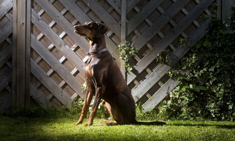 Обои трава, забор, собака, ошейник, доберман, стойка, grass, the fence, dog, collar, doberman, stand разрешение 2560x1600 Загрузить