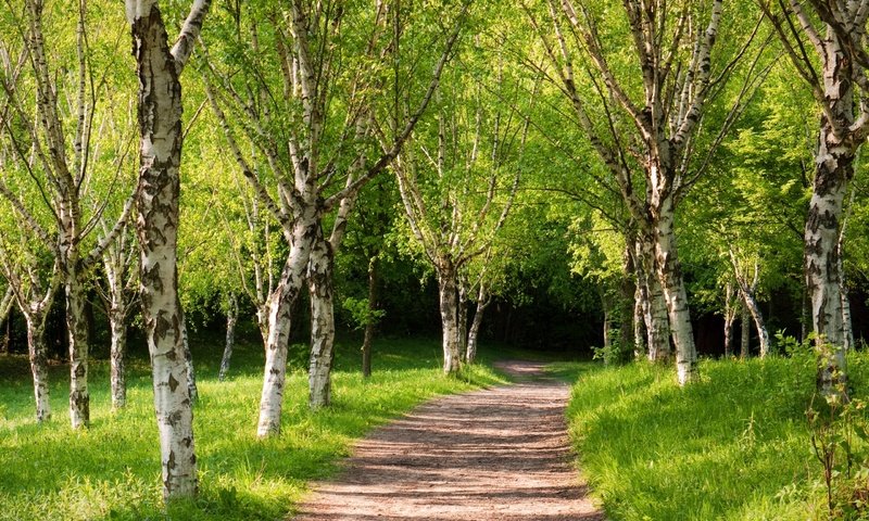 Обои парк, дорожка, березы, лето, зеленые деревья, park, track, birch, summer, green trees разрешение 2560x1600 Загрузить