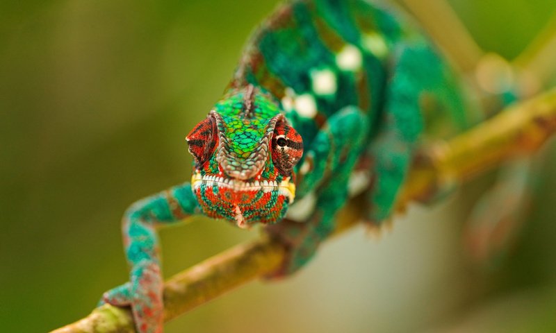 Обои глаза, ветка, макро, разноцветный, ящерица, хамелеон, рептилия, eyes, branch, macro, colorful, lizard, chameleon, reptile разрешение 1920x1200 Загрузить