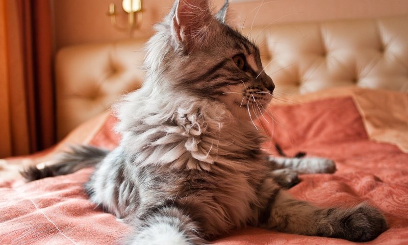 Обои кот, кошка, пушистый, кровать, на, постели, мейн-кун, cat, fluffy, bed, on, maine coon разрешение 2560x1600 Загрузить