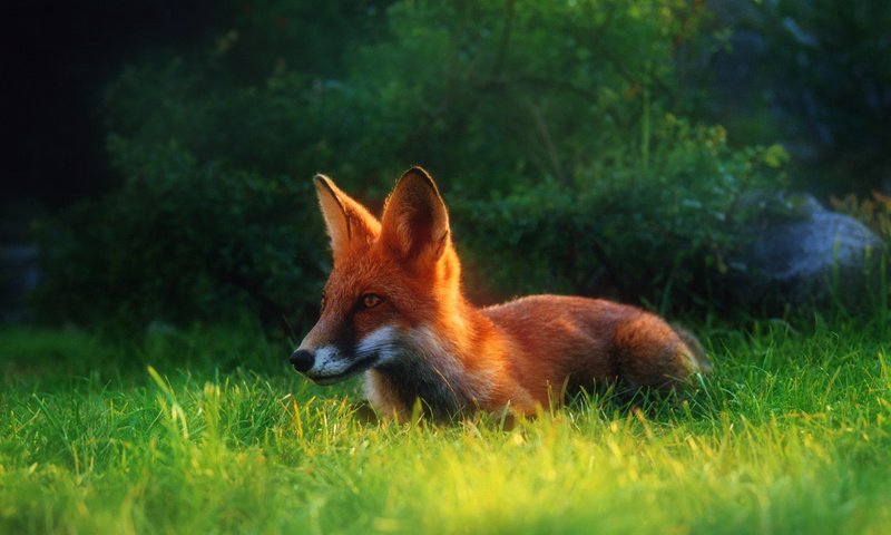 Обои трава, лето, рыжая, лиса, лисица, grass, summer, red, fox разрешение 2034x1416 Загрузить